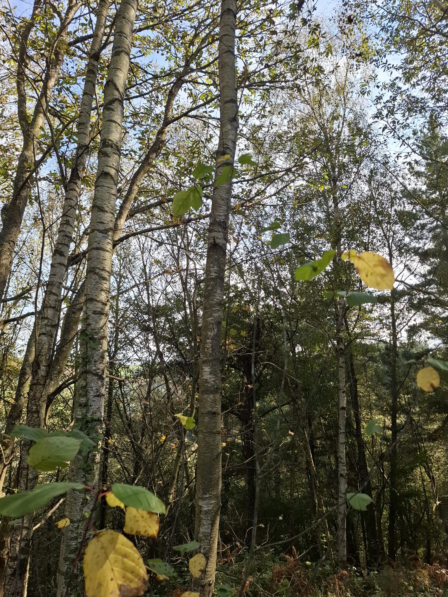 Texturas, hojas y musgo