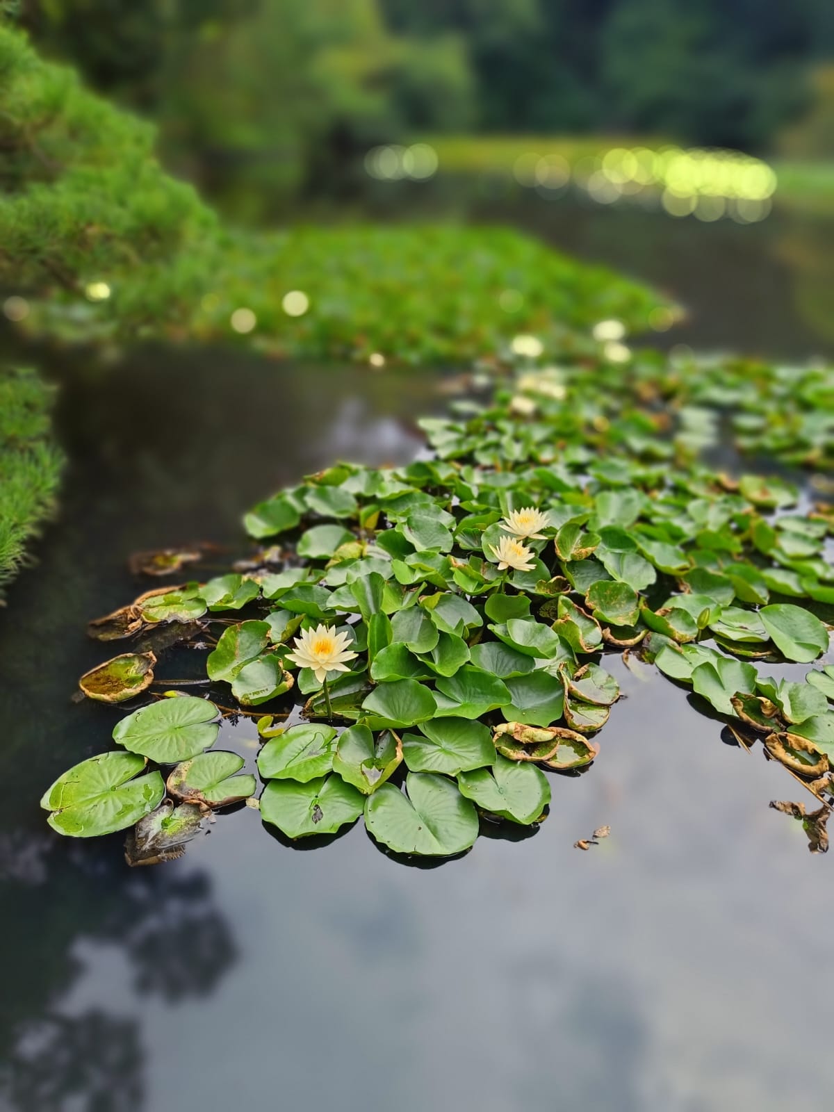 Luz filtrada entre las copas